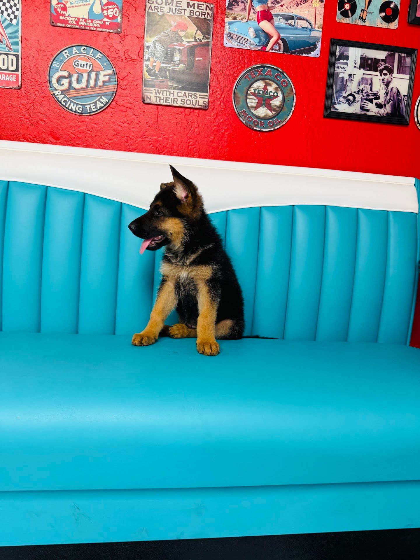 German Shepherd Puppy Sitting on a Blue Diner Booth with Red and White Wall Decor | Greasers Automotive