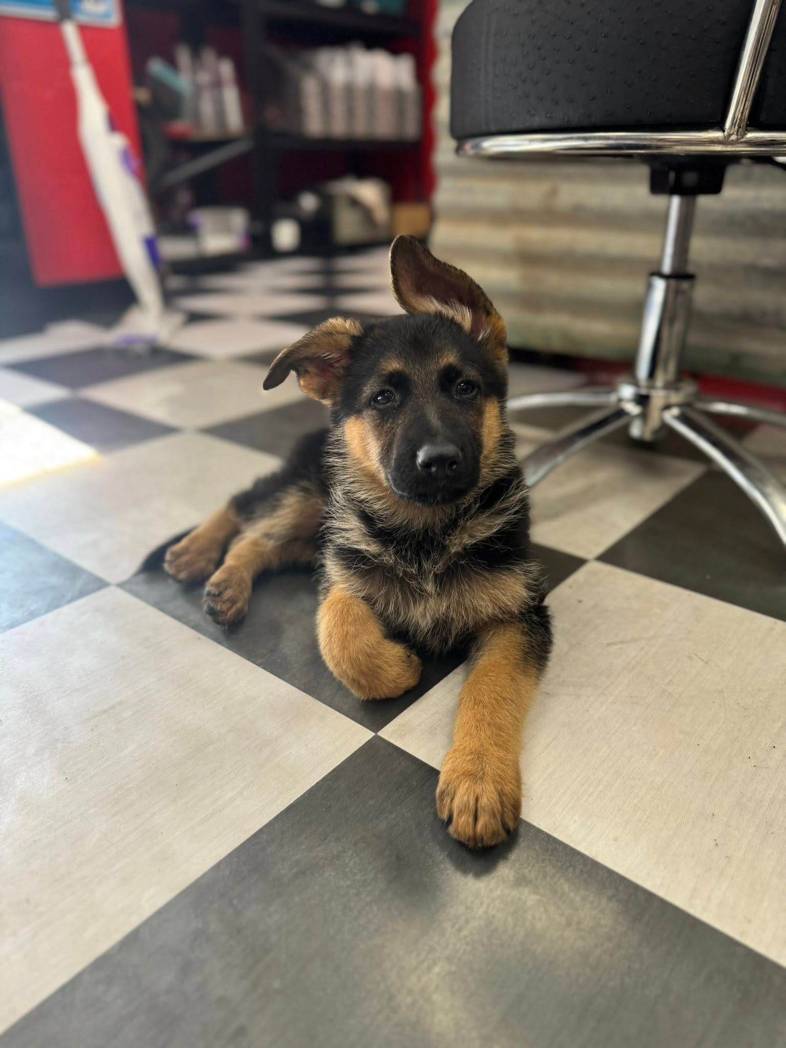 German Shepherd puppy lying on a checkered floor, with one ear perked up | Greasers Automotive