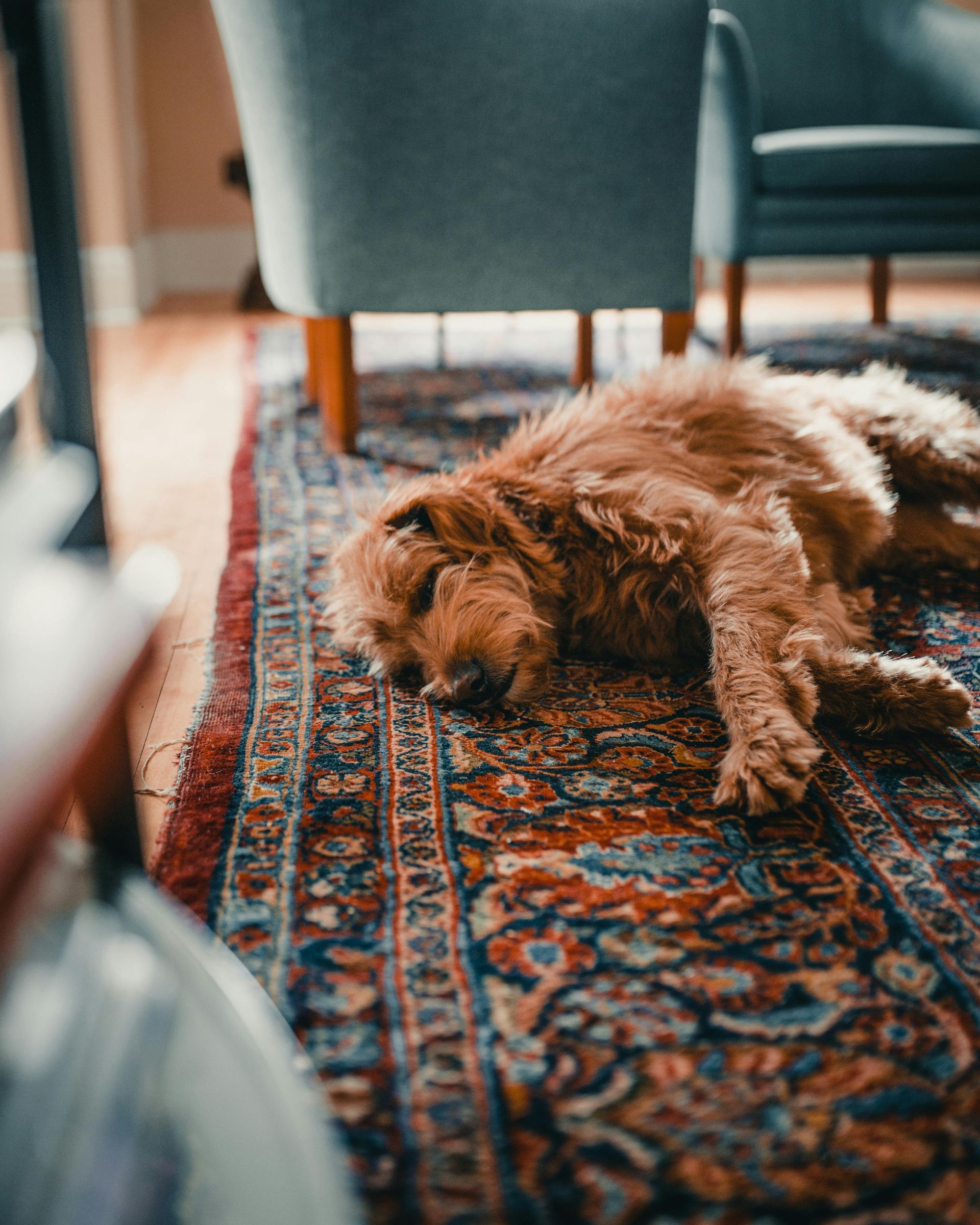 A dog is sleeping on a rug in a living room.