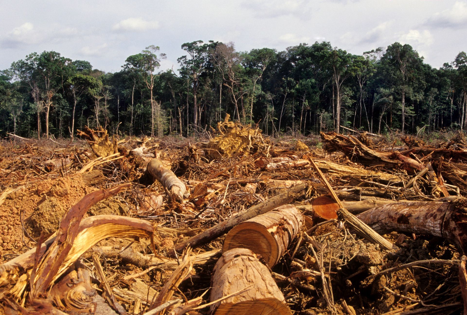 A pile of logs in a field with trees in the background