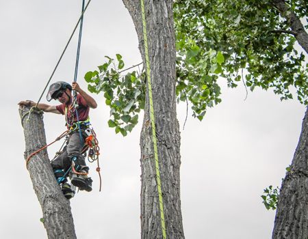 Arborist wearing safety gear, cutting a tree branch. Outdoors, gray sky.