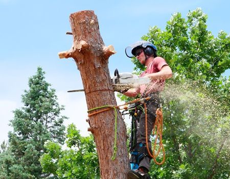 Arborist in harness using chainsaw to cut a tree trunk. Wood chips flying; sunny outdoor setting.