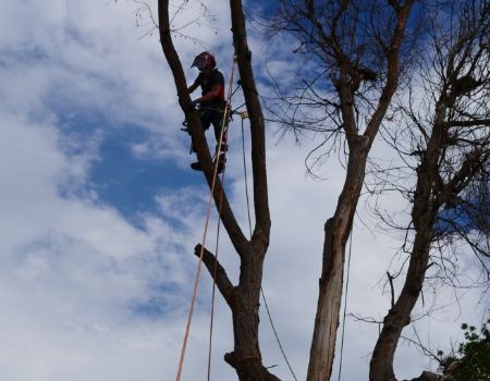 Arborist in tree, cutting branches with ropes, blue sky background.