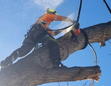 Arborist wearing safety gear, cutting a tree branch. Outdoors, gray sky.