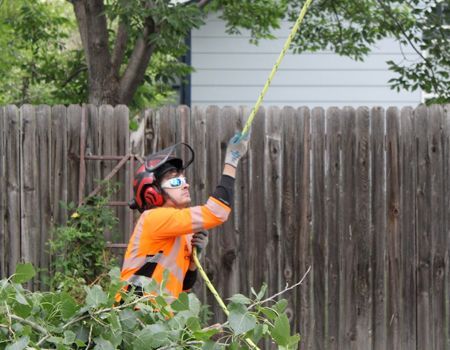 Arborist in safety gear pulling a rope to prune a tree next to a wooden fence.