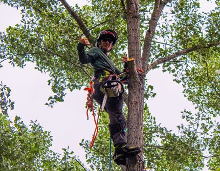 Arborist in tree, giving thumbs up. Wearing safety gear, holding a chainsaw, surrounded by green leaves.