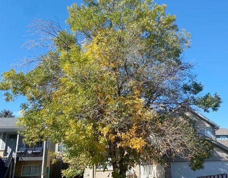 A large tree with green and yellow leaves next to a building under a bright blue sky.