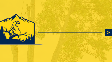 A man is cutting a tree with a chainsaw.