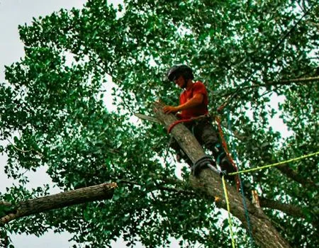 An arborist in a red shirt and protective gear cuts a high tree branch while secured with ropes in a lush, green canopy.