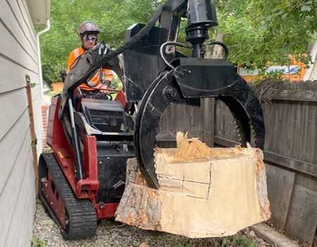Man operating a stump grinder, red machine, cutting a tree stump.