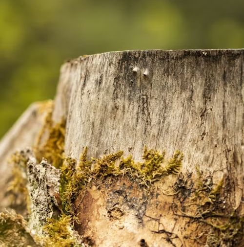 Close-up of weathered tree stump with textured bark, moss, and a blurred green background.