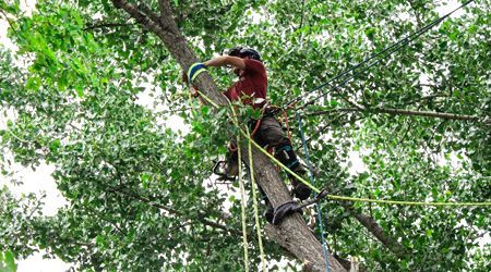 Arborist in a tree, secured with ropes, cutting branches. Green foliage surrounds the worker.