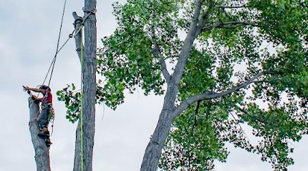 Arborist trimming a tree; person in harness uses ropes, tools on a cloudy day.
