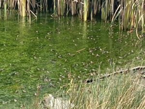 View of pond full of bullfrogs