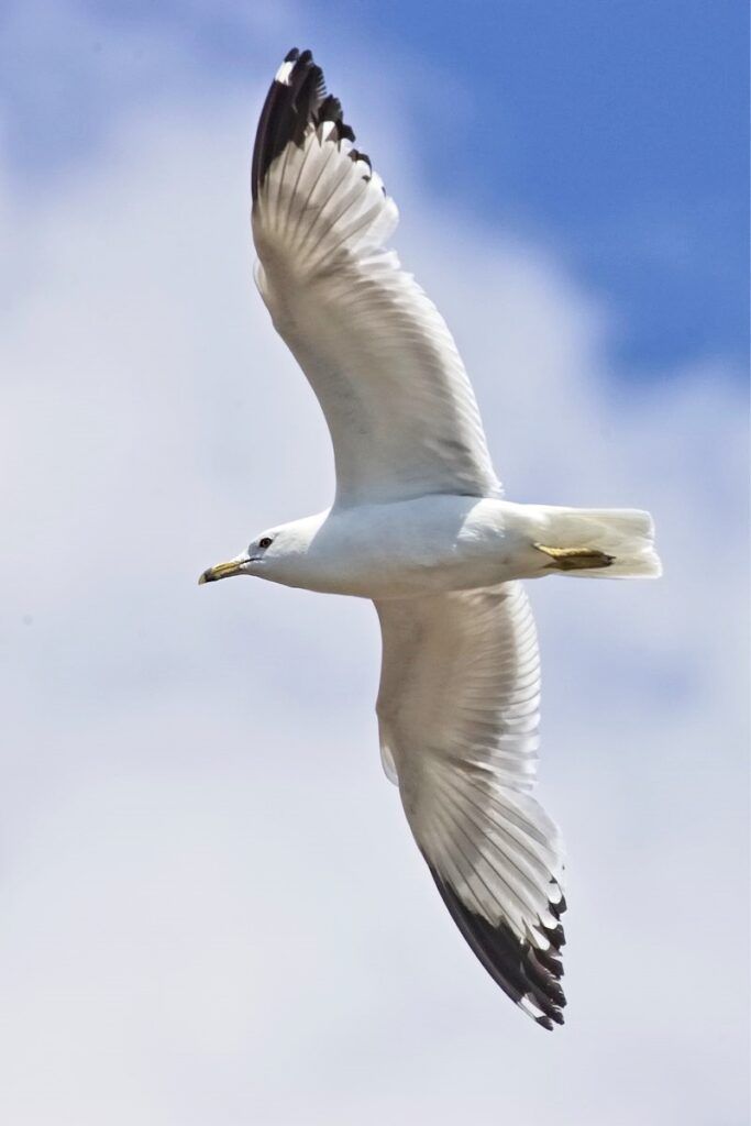 Ring-billed Gull in flight