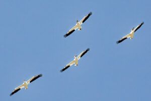 Pelicans in flights Group of pelicans in flights