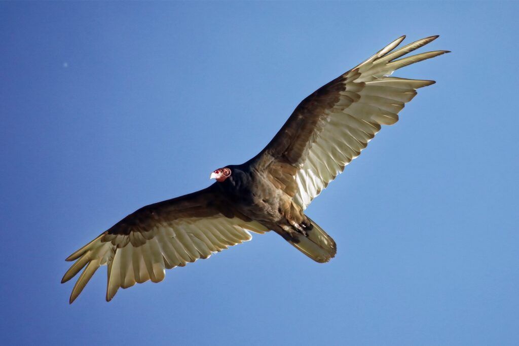 214 Turkey Vulture - Vogel 4_NEW