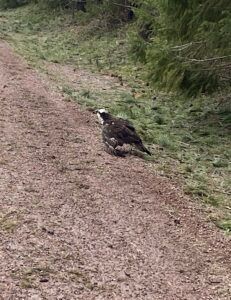 215 Injured Osprey 2
