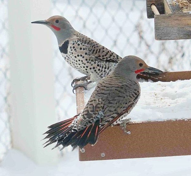 260 flicker - Law 2_NEW Two male Northern Flickers perched on a feeder