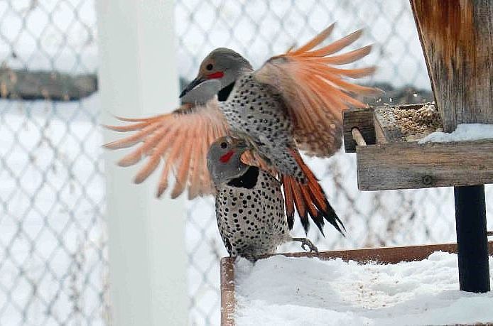 260 flicker - Law 4_NEW Two male Northern Flickers
