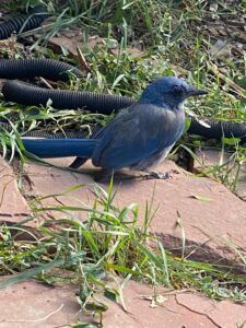 Woodhouse's Scrub Jay standing on the ground