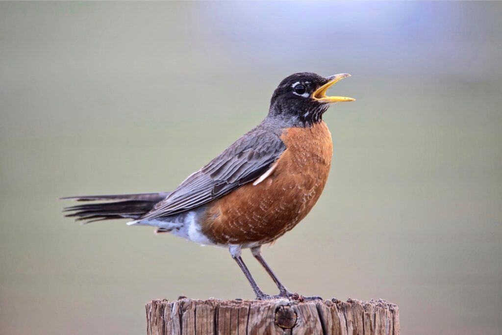 372 Am Robin- Vogel_NEW American Robin perched on a fence post