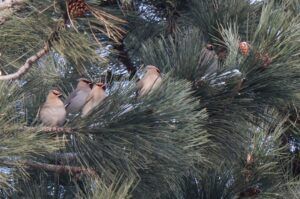 374 Boh Waxwing 2 - Goodrich Flock of Bohemian Waxwings perched in a pine tree