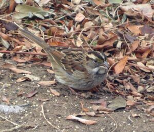 White-throated Sparrow on the round among fallen leaves