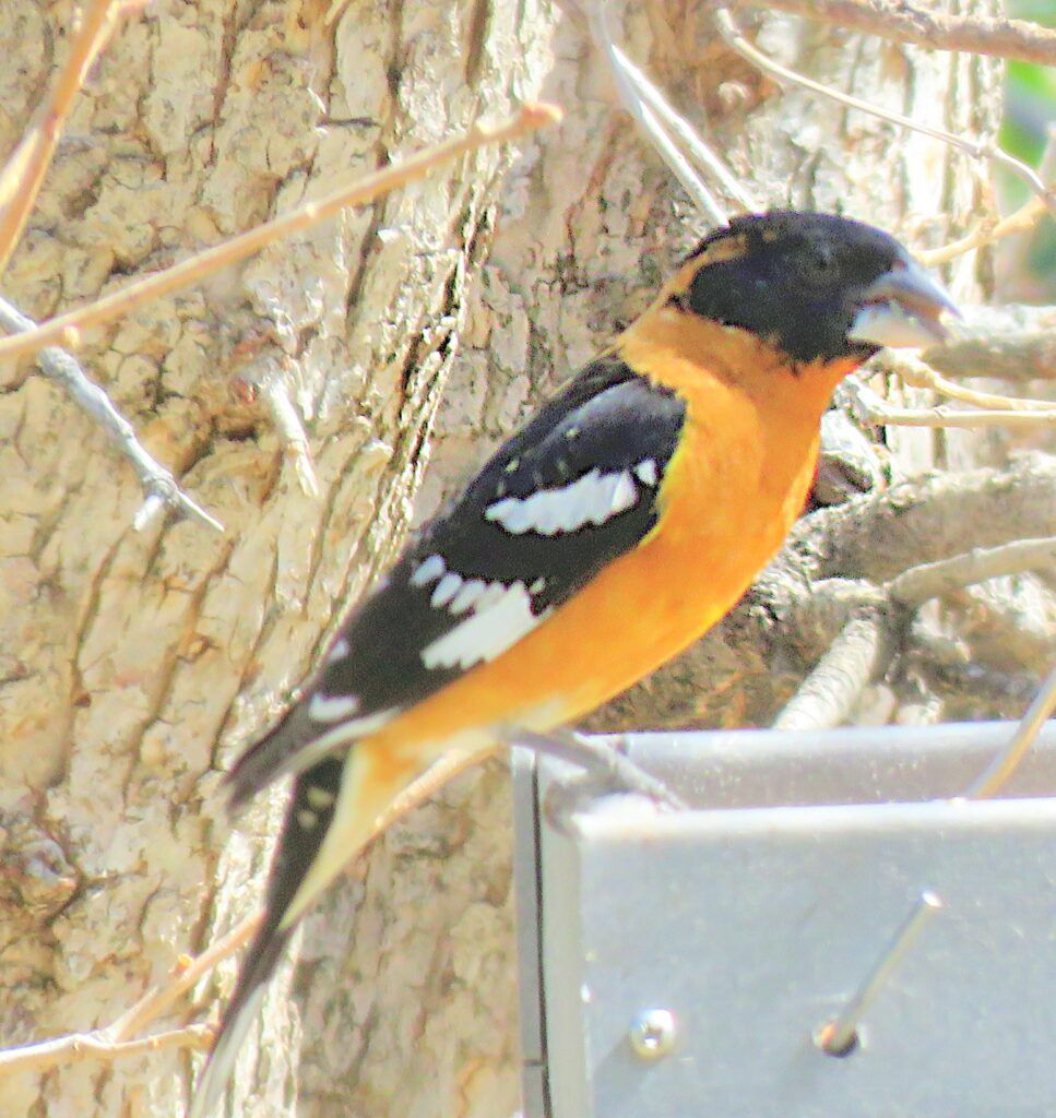 526 BH Grosbeak 2023