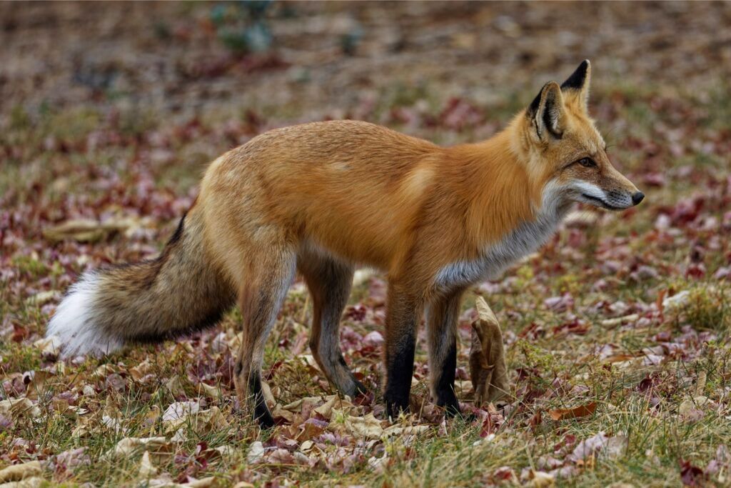 66 Fox 2021 11 13 - Vogel