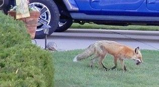 Fox with pray Fox with pray
