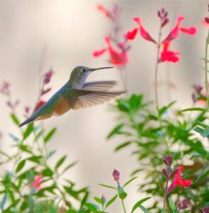 Broad-tailed Hummingbird in flight