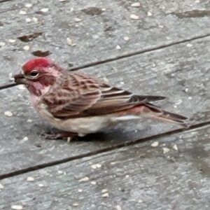 Cassins Finch standing on ground