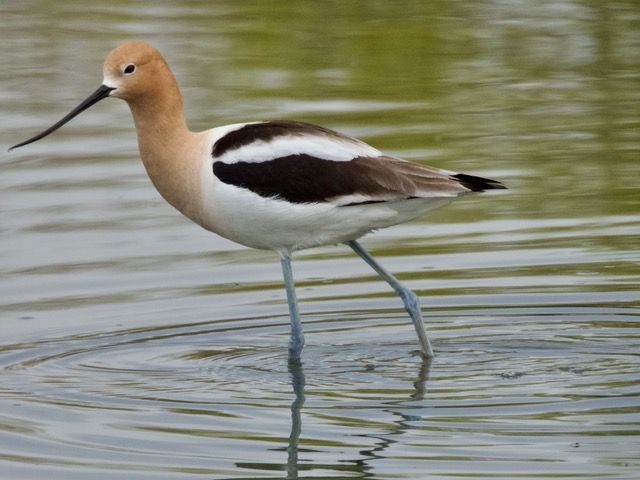 American Avocet