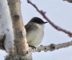 E Phoebe 1 - Madsen profile of an Eastern Phoebe perched on a branch