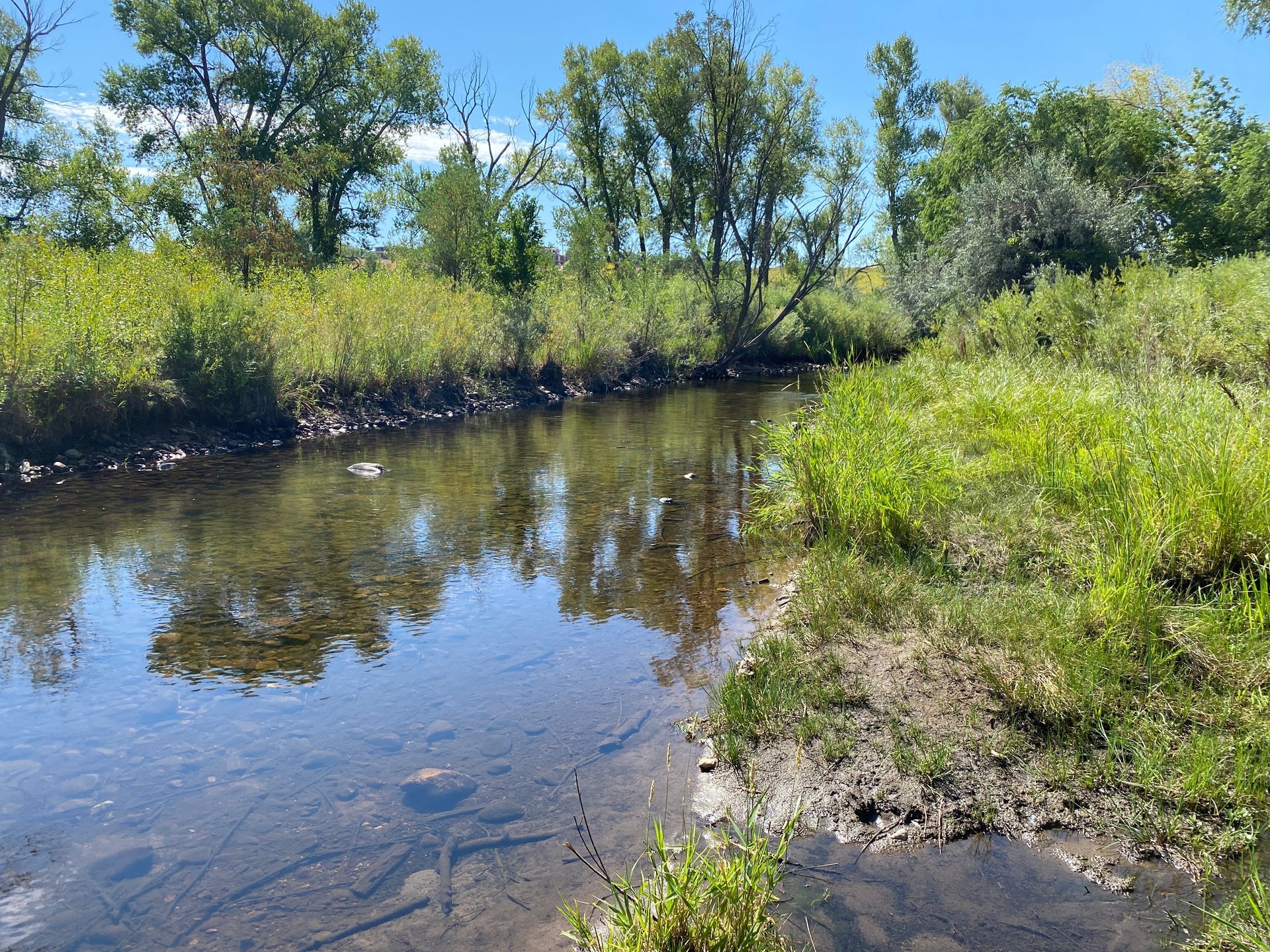 A shallow, clear river flows through a grassy bank, lined with trees under a bright blue sky.