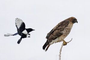 Magpie harassing a Red-tailed Hawk Magpie harassing a Red-tailed Hawk