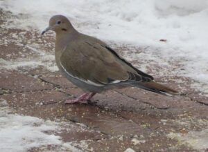 WW Dove - Wuerthele White-winged Dove standing on the ground