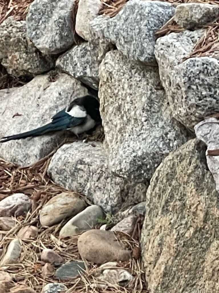 magpie sick' Monument