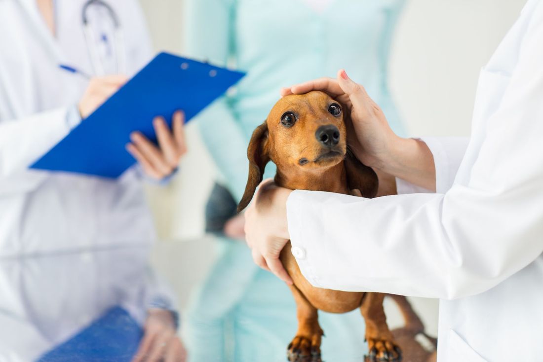 Visita veterinaria cane