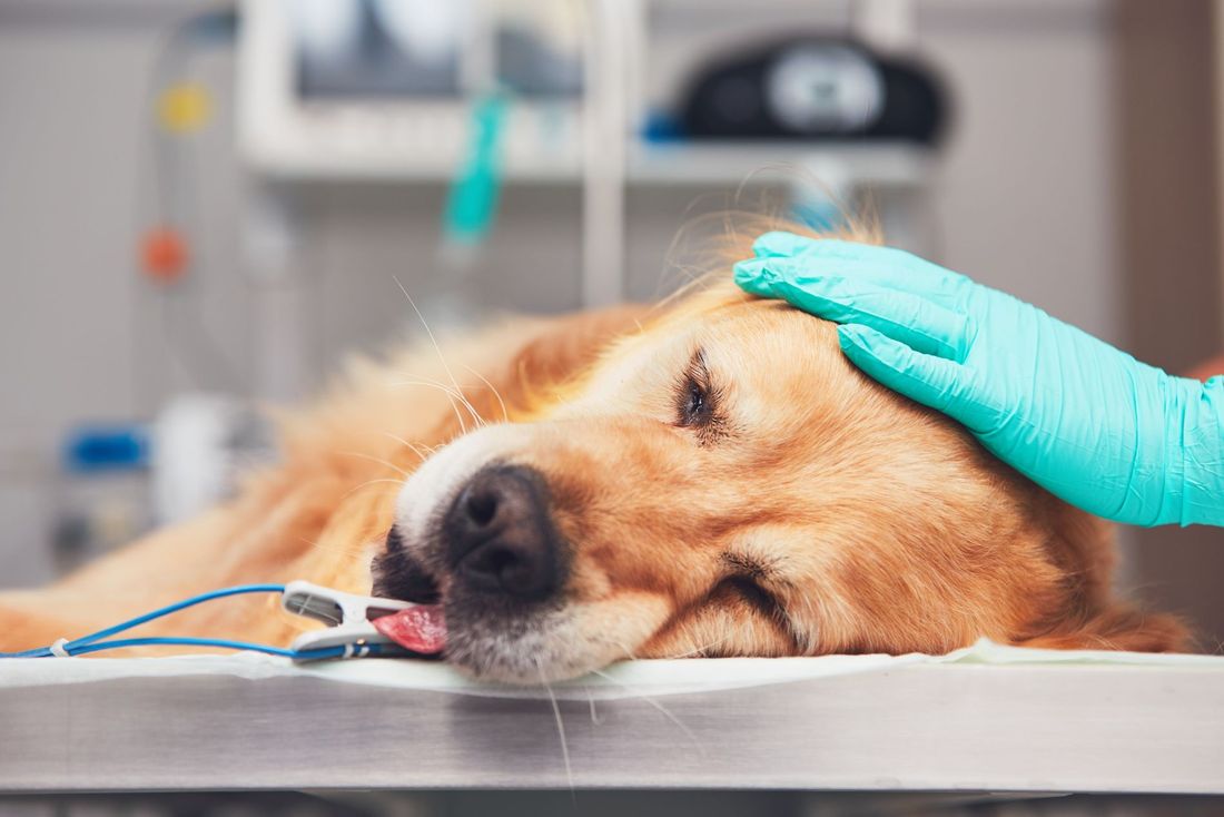 Interventi chirurgici cani