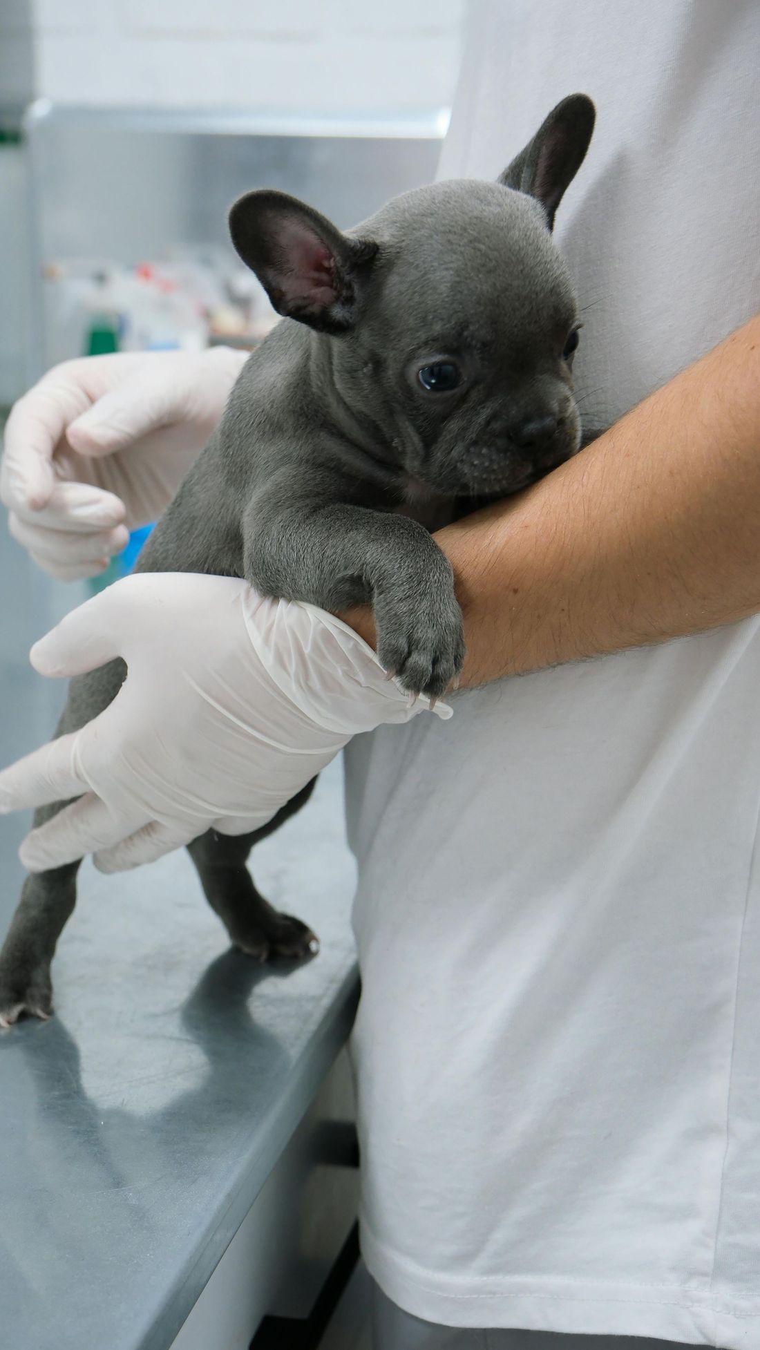 Veterinario per cani