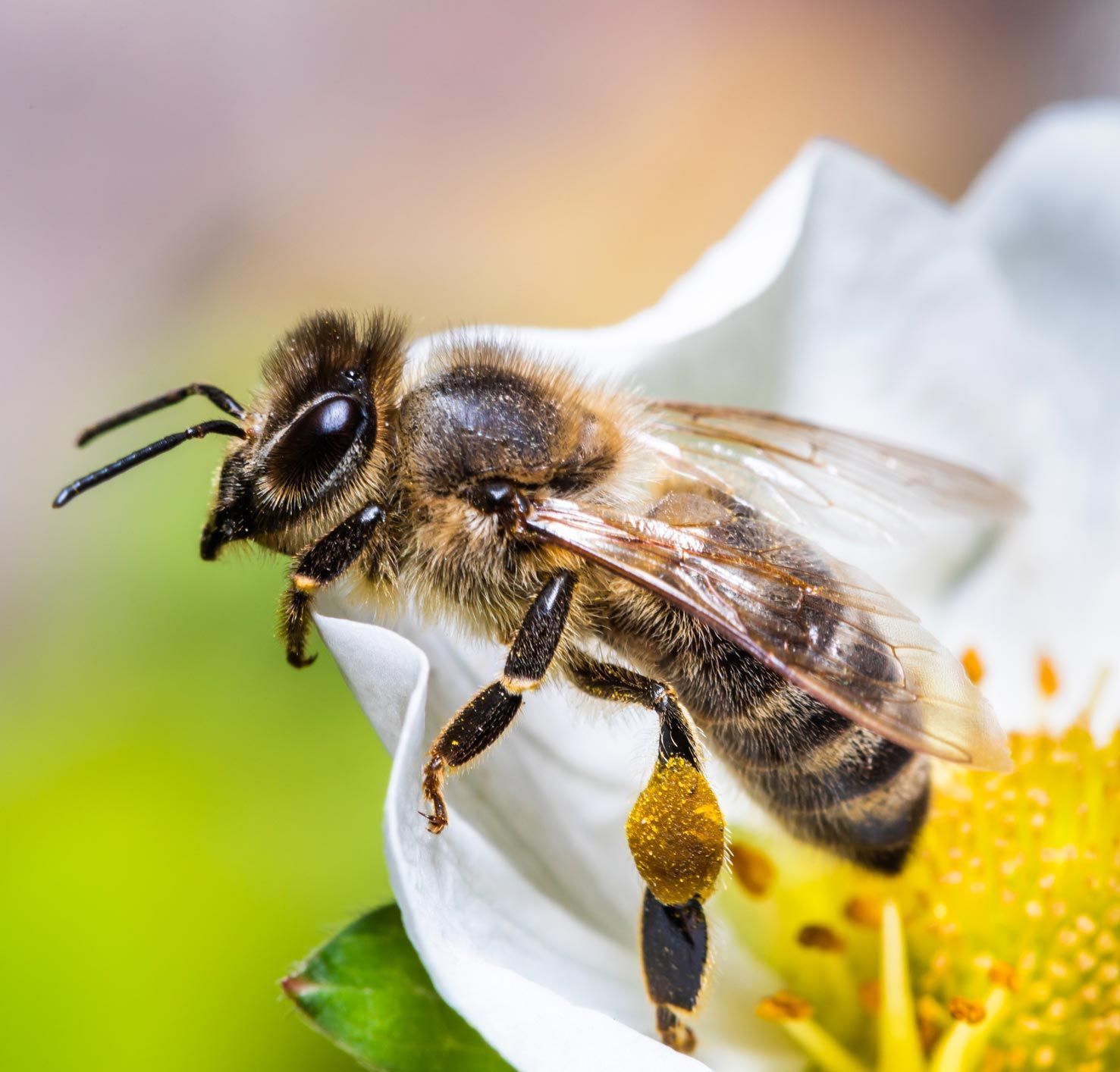 Bee Getting Honey on the Flower
