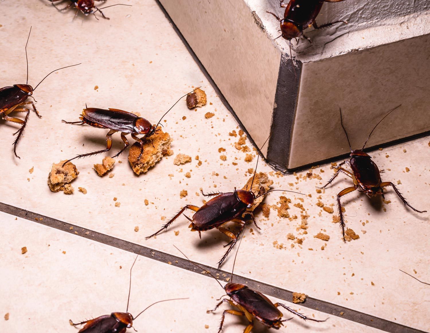 Cockroaches