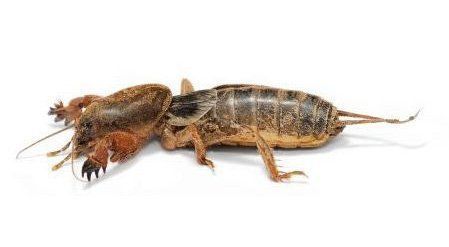 Mole Cricket
