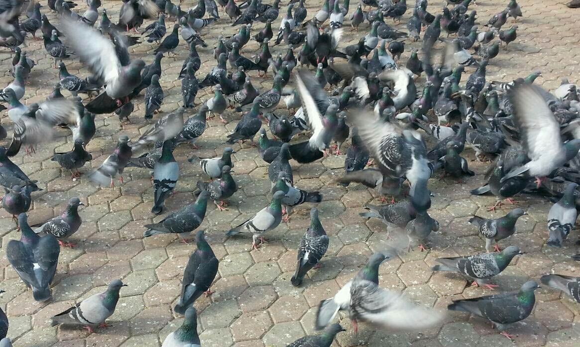 Pigeons Flock