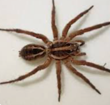 Wolf Spider