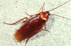 American Cockroach