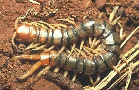 Centipede