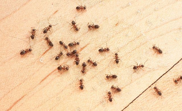 Red Ants In House